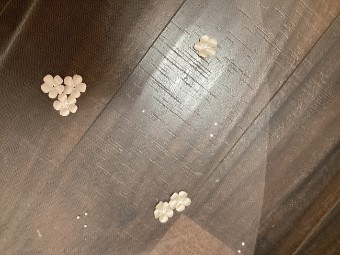 Malis Henderson Style: V5903/60-D-IB #0 default Ivory/Blush thumbnail